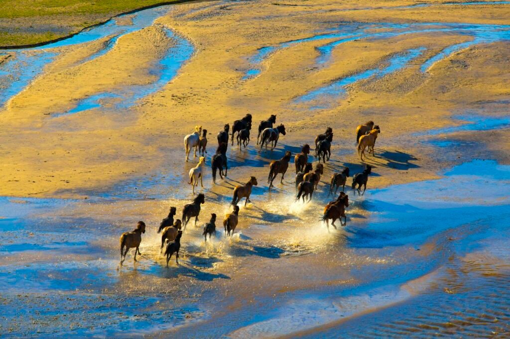 Horses running in water